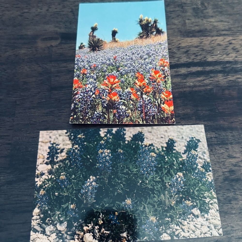 Texas Bluebonnet Wildflowers Vintage Postcards Lot